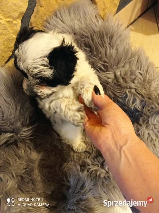 Krzyżowka Maltańczyk Ratlerek Hrubieszów