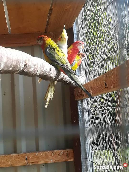 sprzedam rozelle białolice różne mutacje