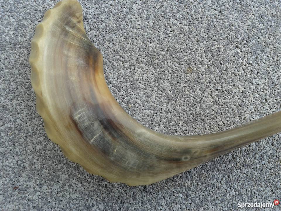 Szofar róg Ram sprzedam