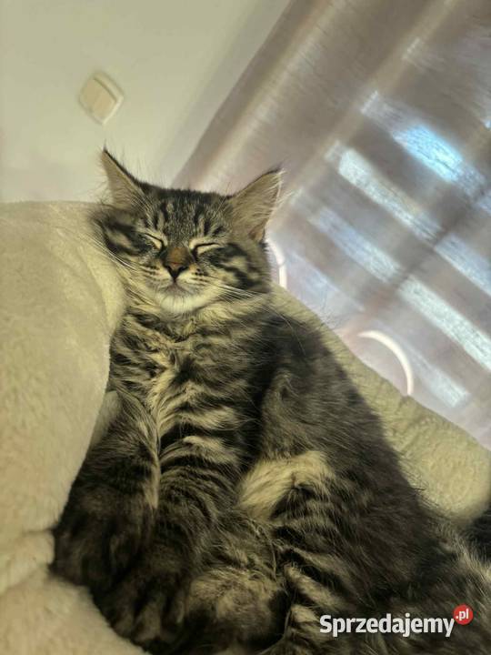 Sprzedam kota syberyjskiego Szastarka