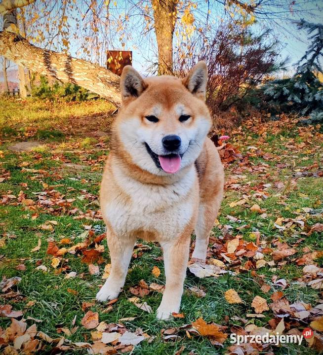 Shiba trzy pieski i suczka wszystkie czerwone