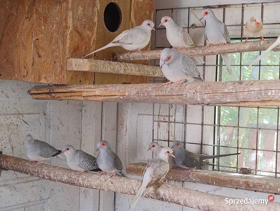 Gołąbki diamentowe Blachownia