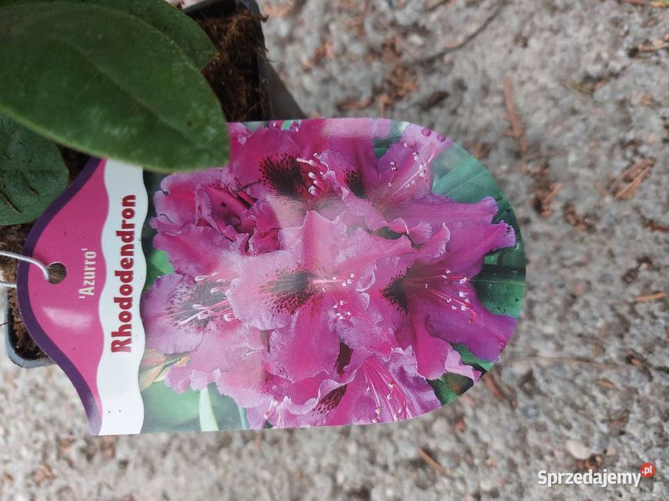 Rododendron Rododendrony 10 MIX PROMOCJA Kamień Pomorski sprzedam