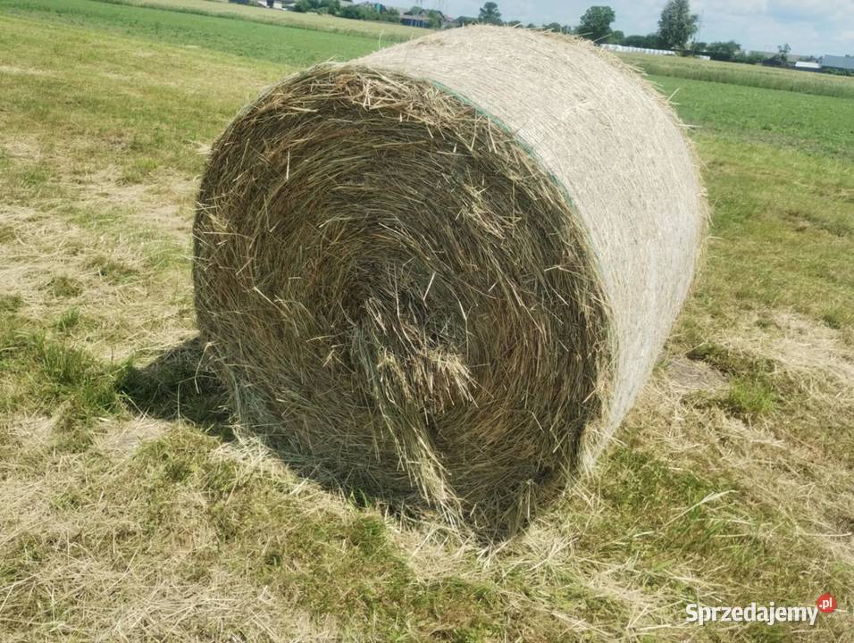 Siano Pozostałe Koniecpol