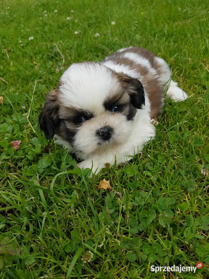 Shih tzu 3 suczki 1 pies Busko-Zdrój