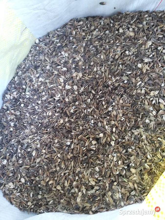 Owies Koziegłowy sprzedam