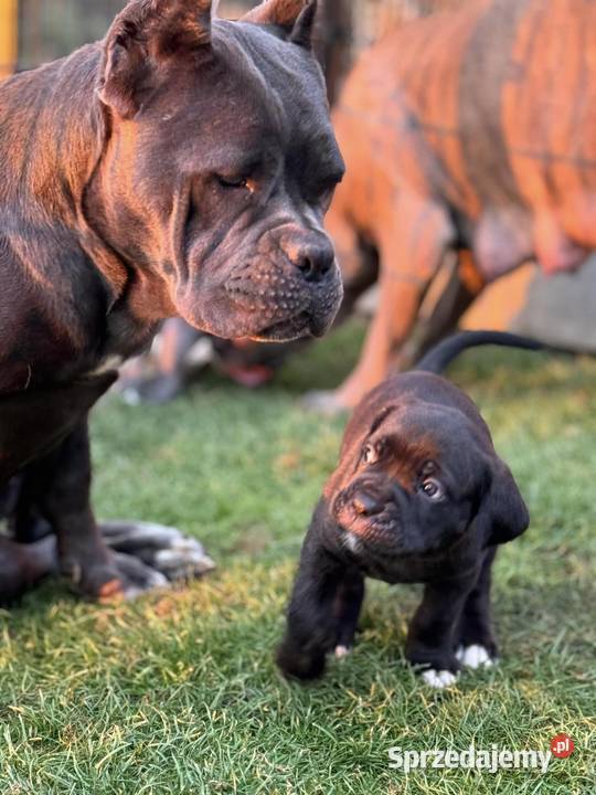 Czarna suczka Cane Corso ZKwPFCI Wrocław sprzedam
