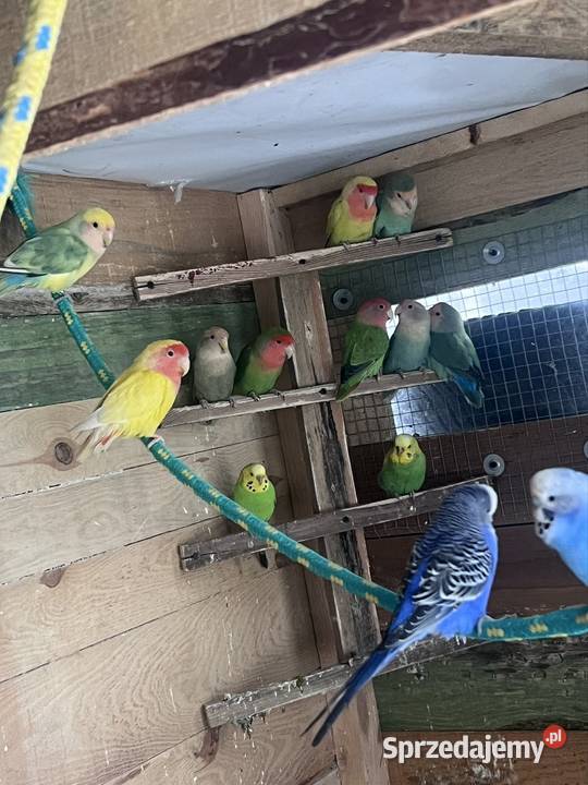Sprzedam różne papugi Ptaki Stobno Siódme