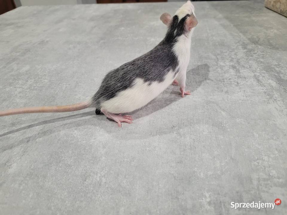 Szczur szczury szczurki samce samice sprzedam
