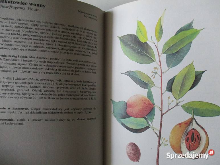 Rośliny ozdobne ogrodowe pokojowe ogród uprawa Łódź