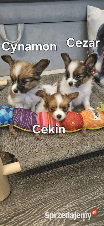 Papillon FCIZKWP Spaniel Kontynentalny Jelenia Góra sprzedam
