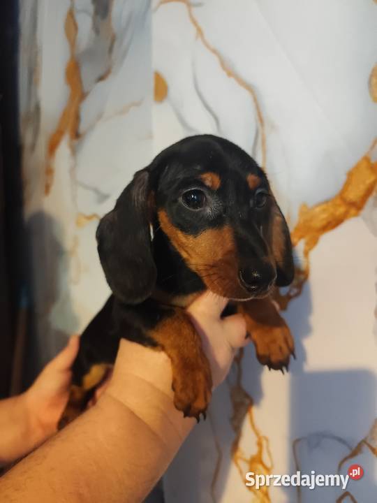 Jamnik krótkowłosy suczka Psy Strzegowo