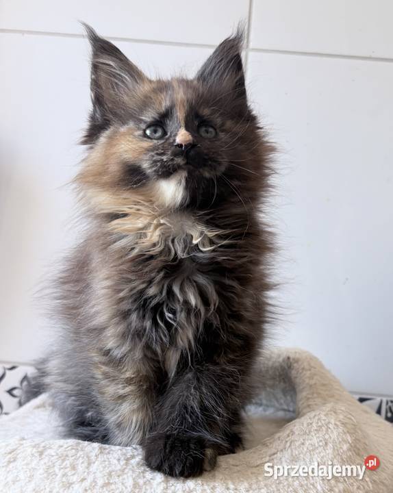 Maine Coon kotki
