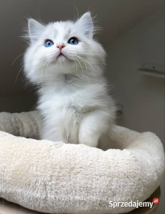 Ragdoll śląskie Polska