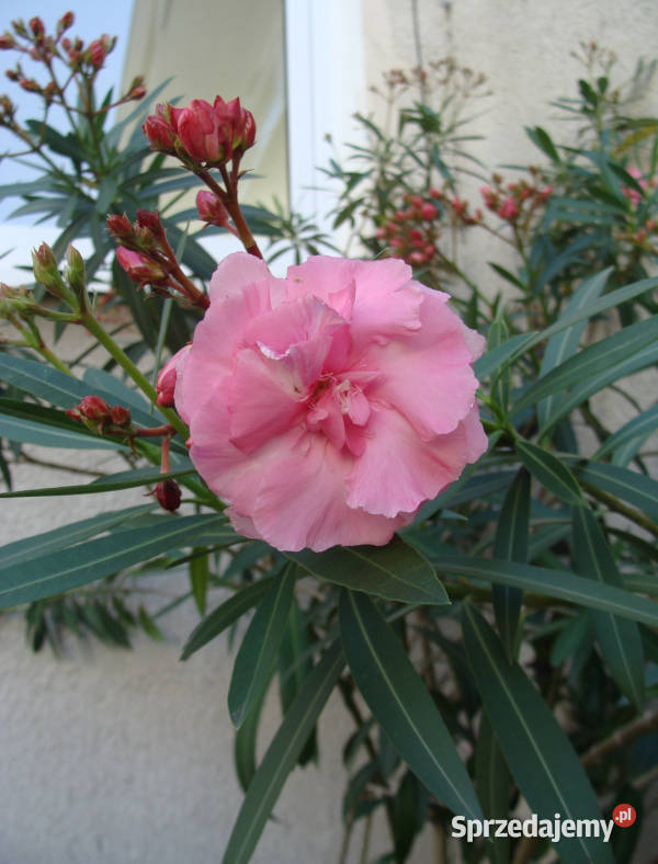 OLEANDER POSPOLITY RÓŻOWY sadzonki w doniczkach