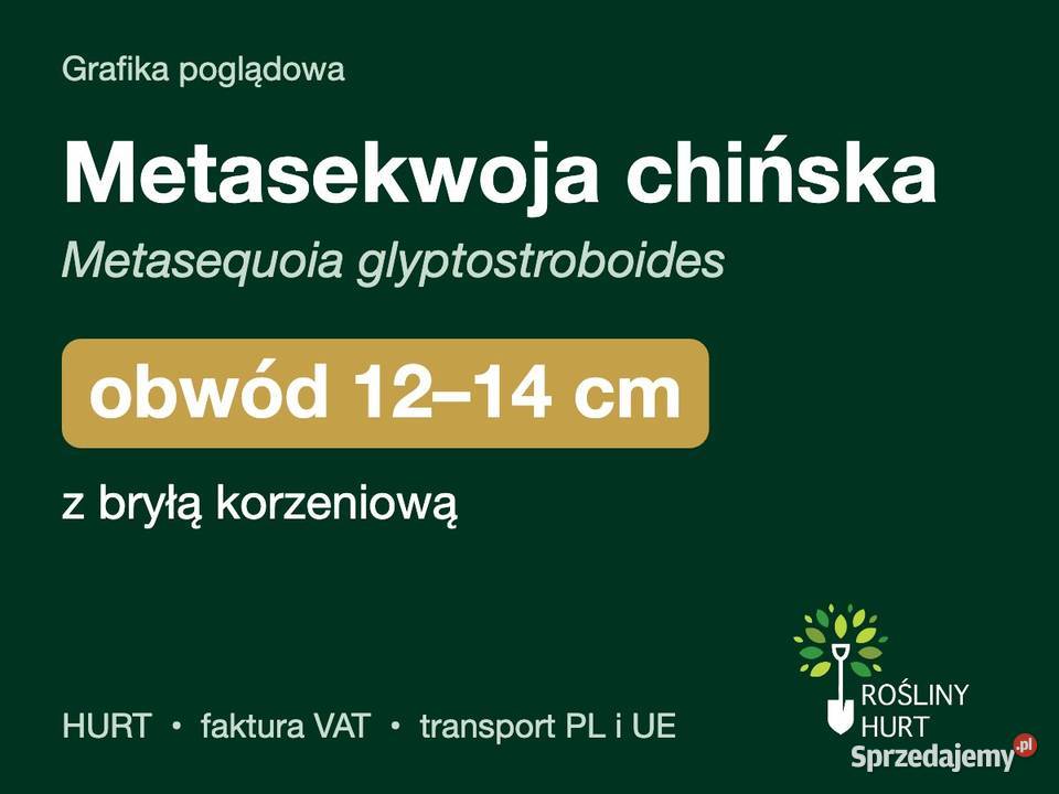 Metasekwoja chińska obwód 1214 z bryłą HURT