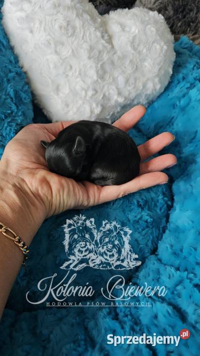 Yorkshire terrier piesek i sunia PASZPORT Sędziejowice sprzedam