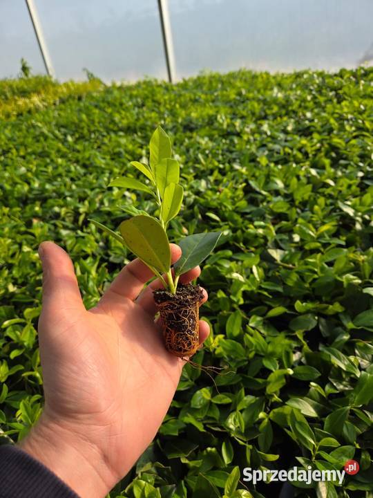 Laurowiśnia Novita multiplat LauroPlant