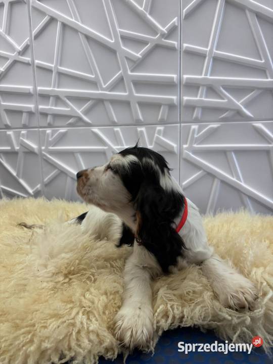 Cocker spaniel angielski Żelazków