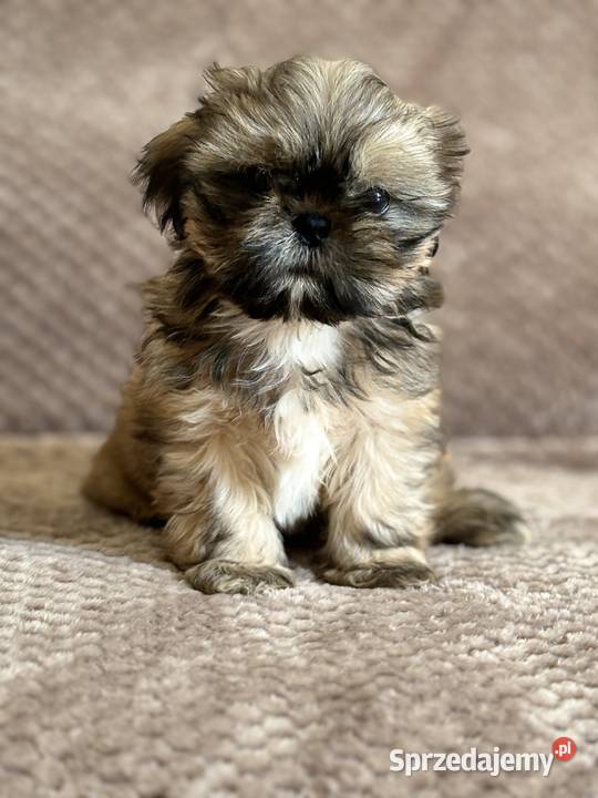 Szczenięta shih tzu Korzeńsko