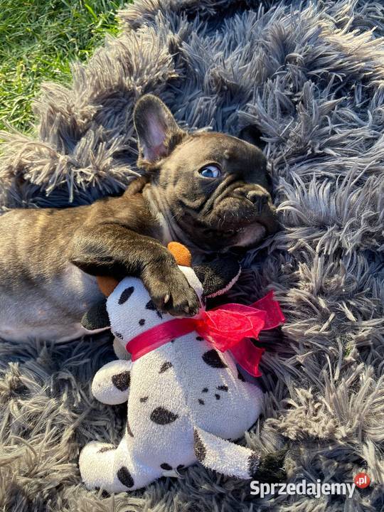 Buldog francuski szczenię chłopiec Buldog kujawsko-pomorskie