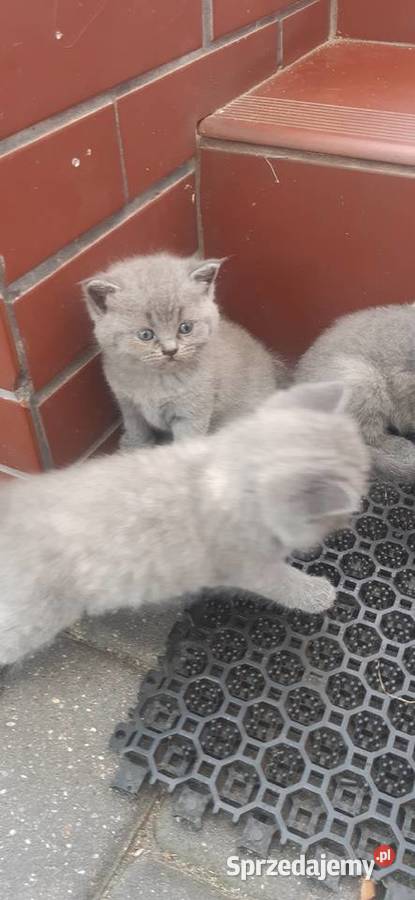 Kotki brytyjskie Lublin