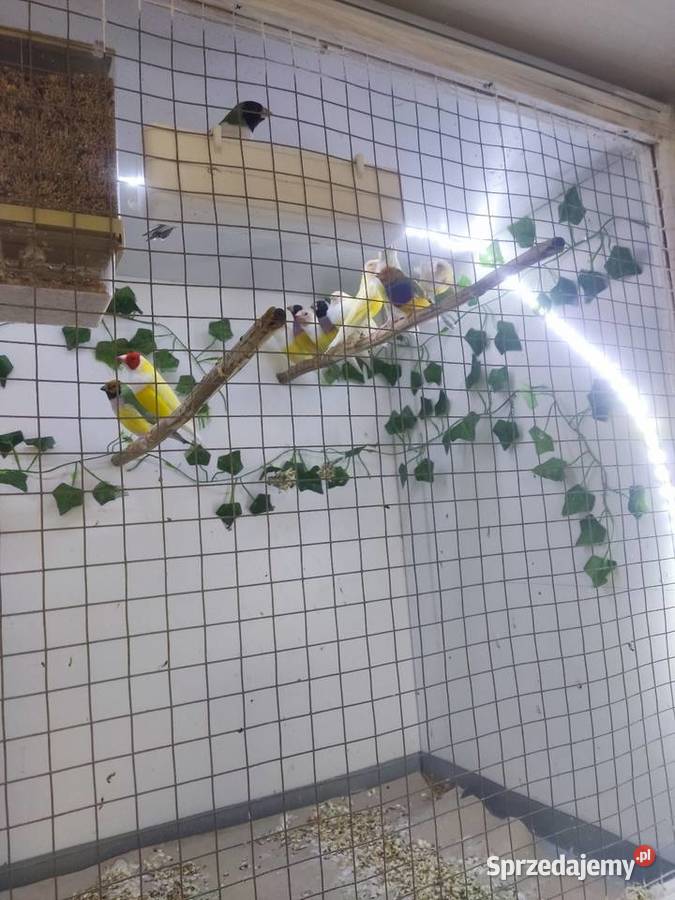 Amadyny Wspaniałe Ptaki kujawsko-pomorskie Grudziądz