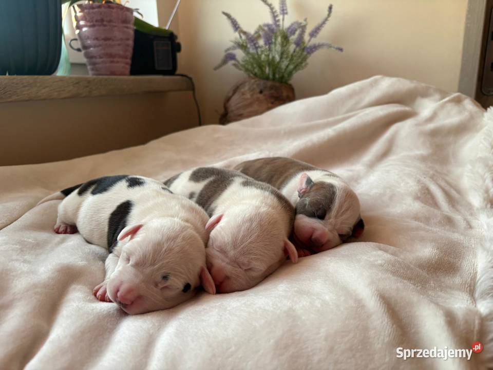Piękne szczenięta American Staffordshire Terrier Kępno