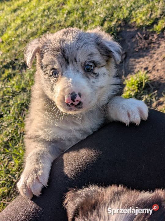 Border Collie dolnośląskie Wołów