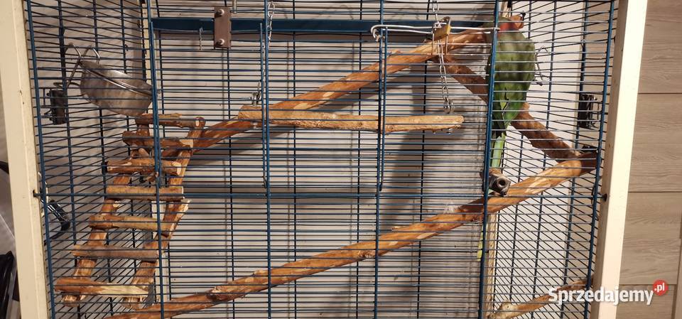 Papuga aleksandrettą z klatka Gorzów Wielkopolski