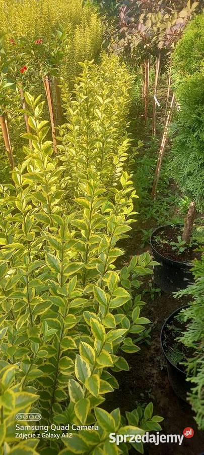 Ligustr zimolistny Aureum 350 2050 3000 sztuk
