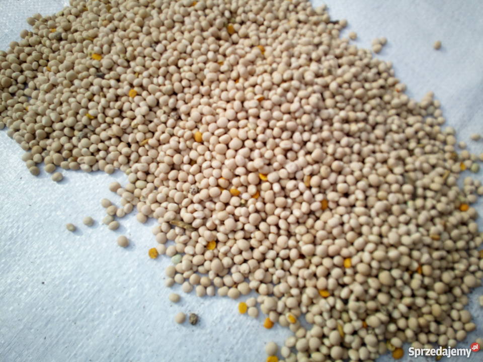 Łubin Zeus biały słodki Żabianka sprzedam