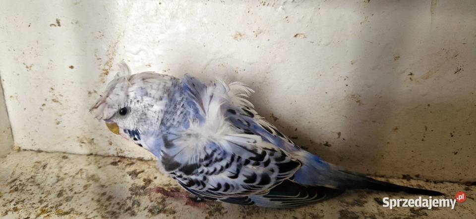 Papugi faliste helikoptery 2f Radzewo