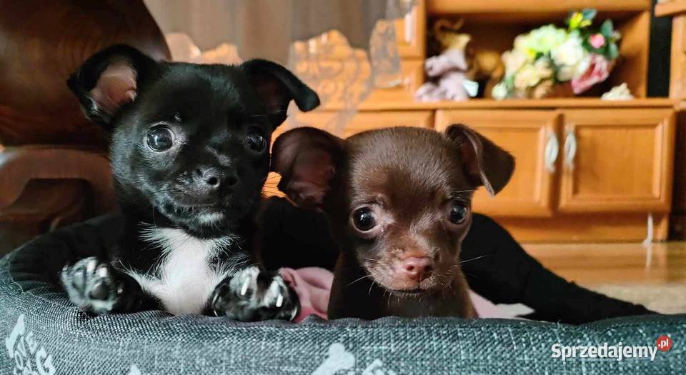 Śliczne szczeniaczki Chihuahua