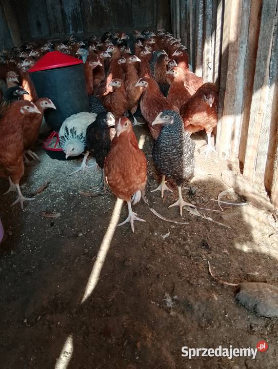 Drób Długosiodło sprzedam
