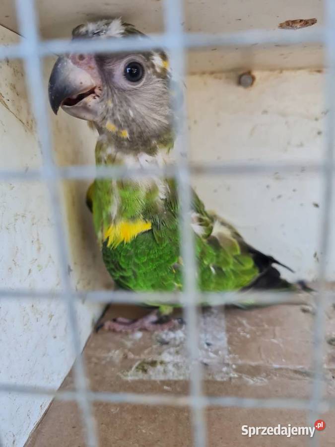 Afrykanka senegalska