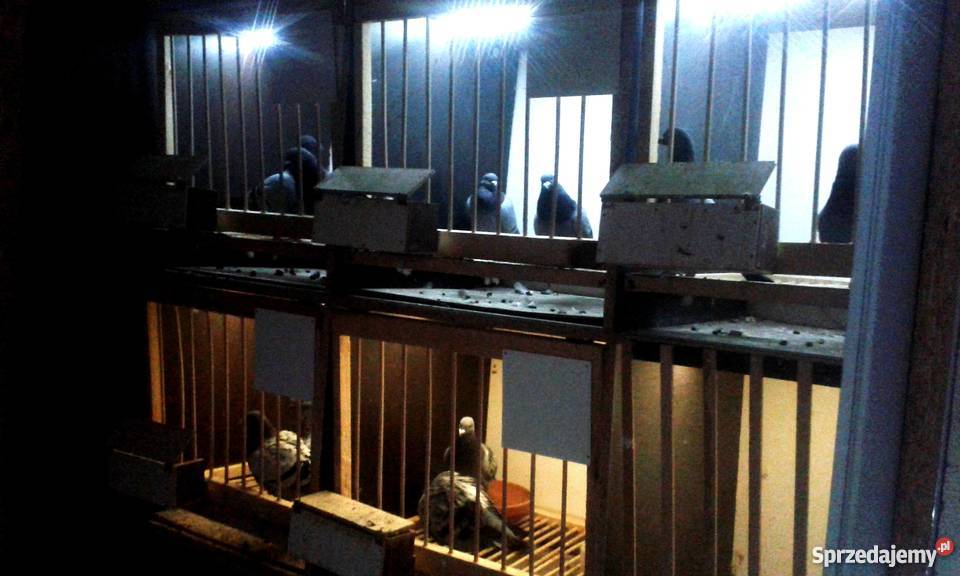 Sprzedam Gołębnik Bochnia