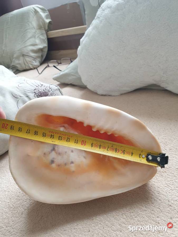 Muszla morska duża Gdańsk