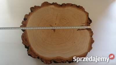 Duży Plastry drewna brzoza 38 gr11 na stolik Dekoracje i ozdoby