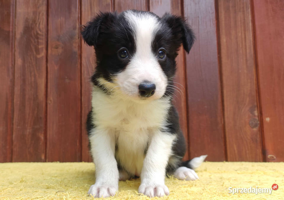 Szczeniak BORDER COLLIE z Hodowli Rasowa suczka