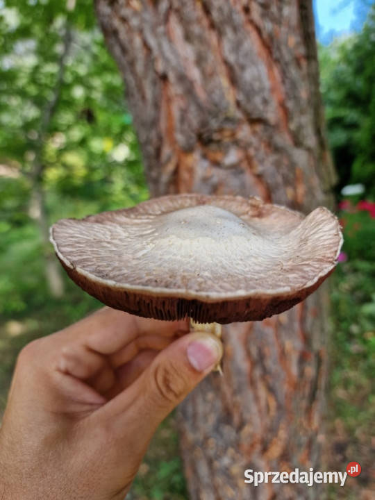 Działka Rekreacyjna ROD 500m2 Paluch 1 Włochy utwardzona Warszawa