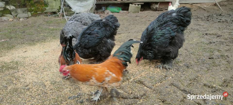 Kury liliputy Tokarówka