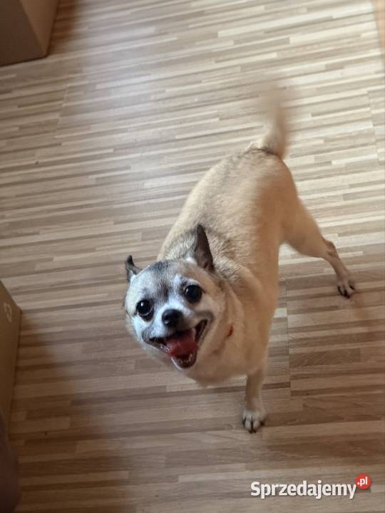 Chohuhua sunia na kolanka śląskie Zrębice sprzedam