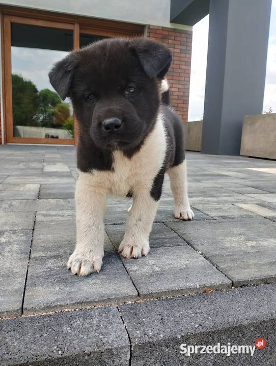 Szczeniaki Akita Amerykańska Śmigiel