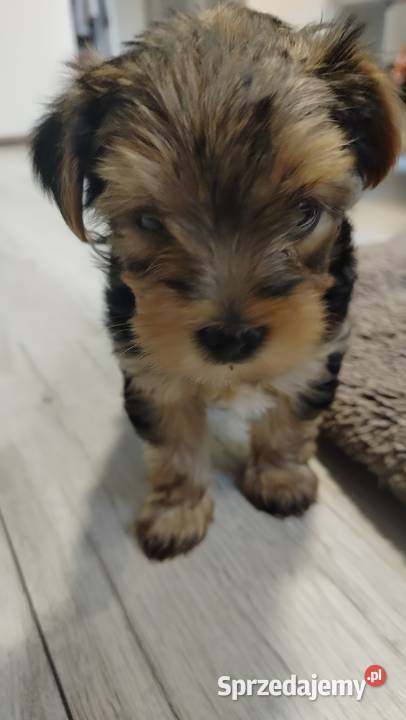 Śliczne Yorkshire terrier miniaturki Łask