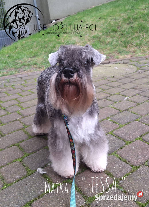 Sznaucer miniaturowy pieprz I sól rodowód Sznaucer Stargard