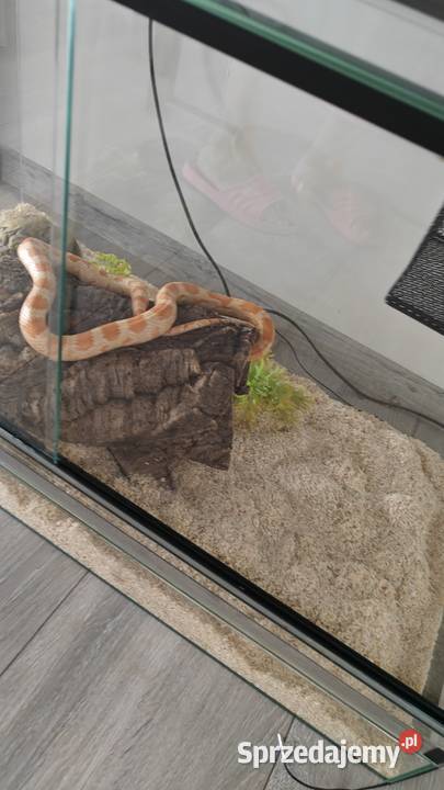 Wąż zbożowyterarrium z wyposażeniem Warszawa sprzedam