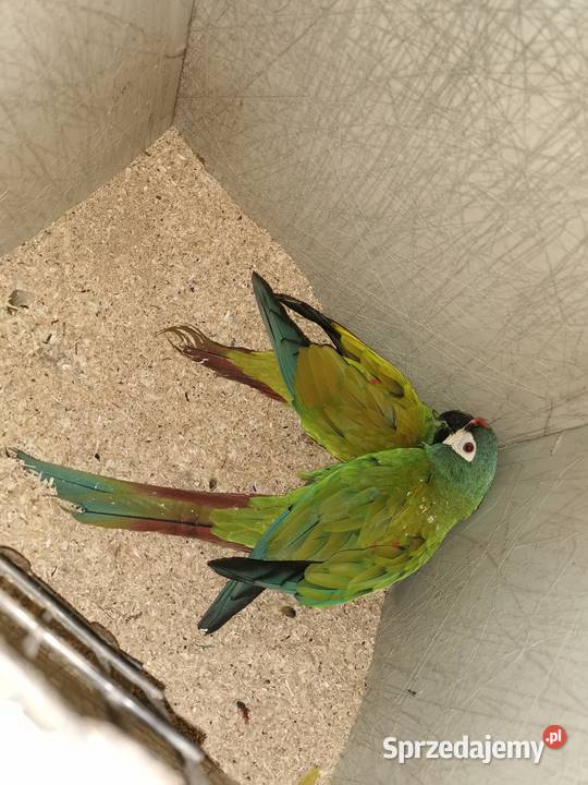 Ara Marakana Para 2023r i 2022r Dorosła do Lęgów wielkopolskie