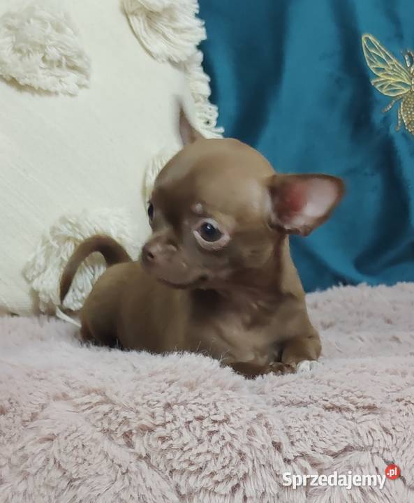 Gotowa Do OdbioruCzekoladowa Laleczka Chihuahua Ciszkowo