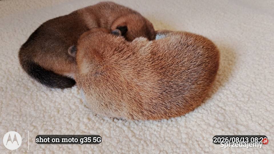 Rezerwacje na dwoje szczeniąt rasy Shiba Inu Bychawka Trzecia